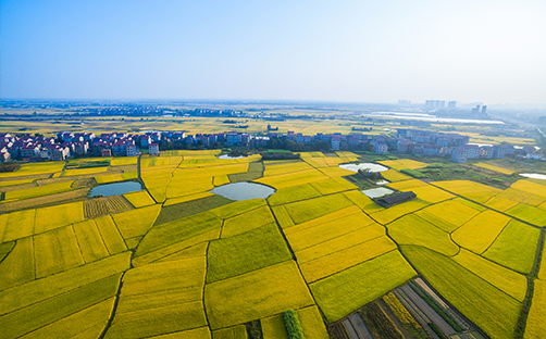 Irrigation District Informatization